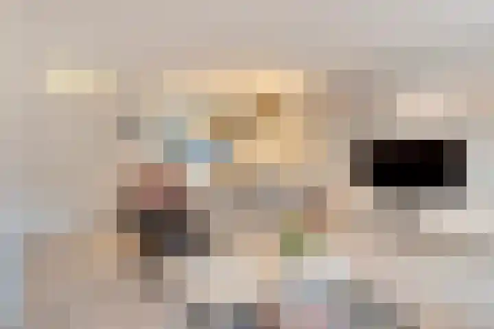 Havik 7 Ommen thumbnail 14