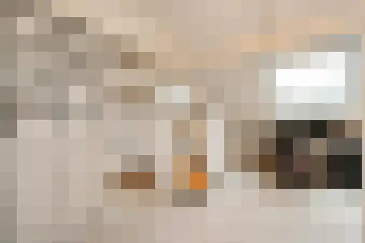 Havik 7 Ommen thumbnail 37