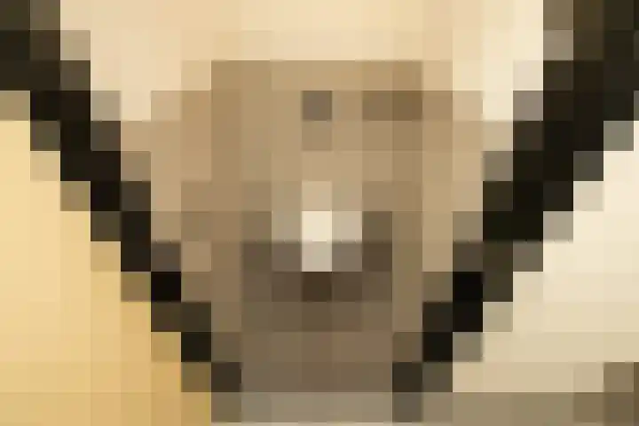 Havikshorst 37 Honselersdijk thumbnail 17
