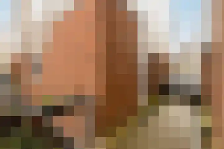 Havikshorst 37 Honselersdijk thumbnail 7