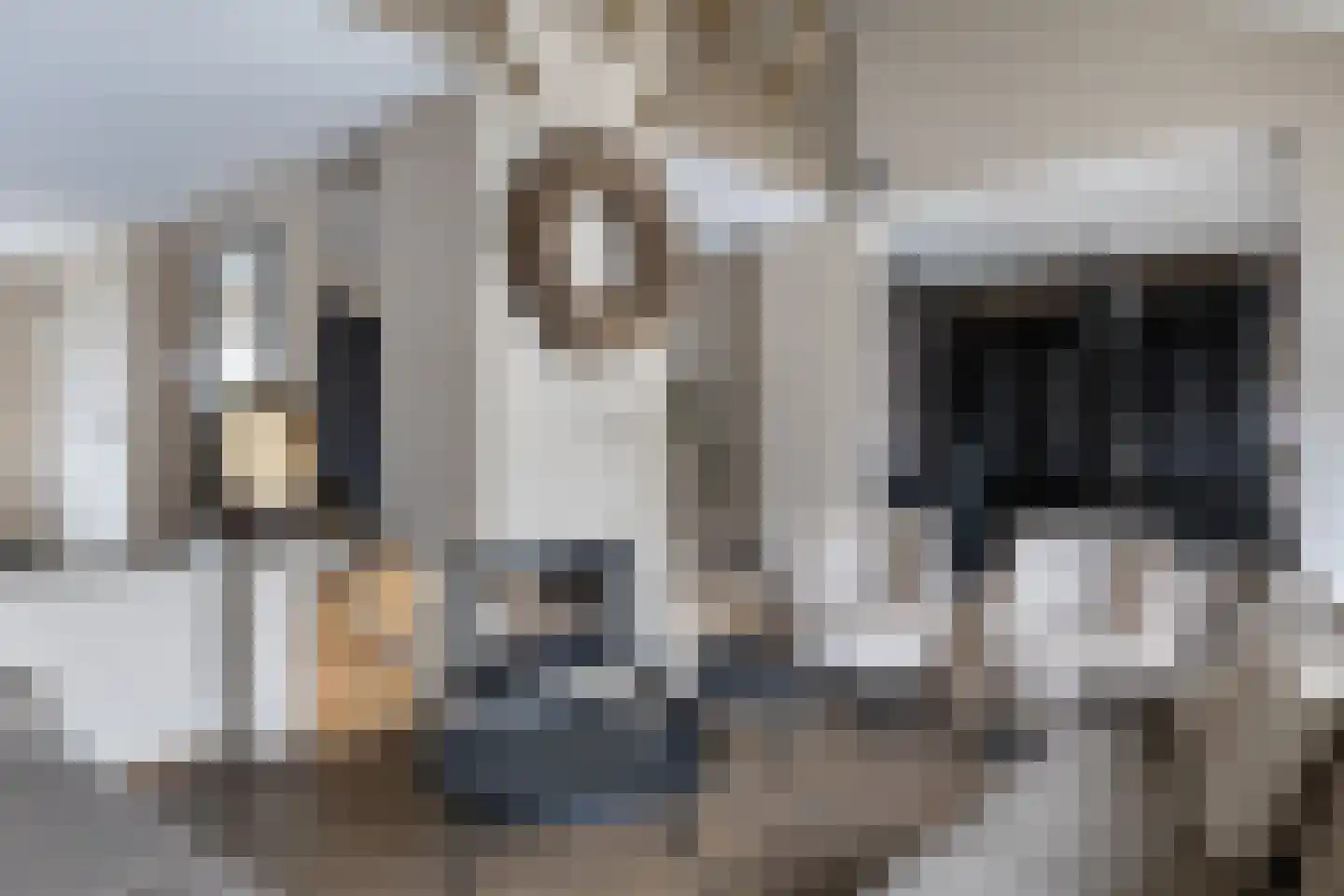 Havikskruid 10 Maartensdijk thumbnail 13