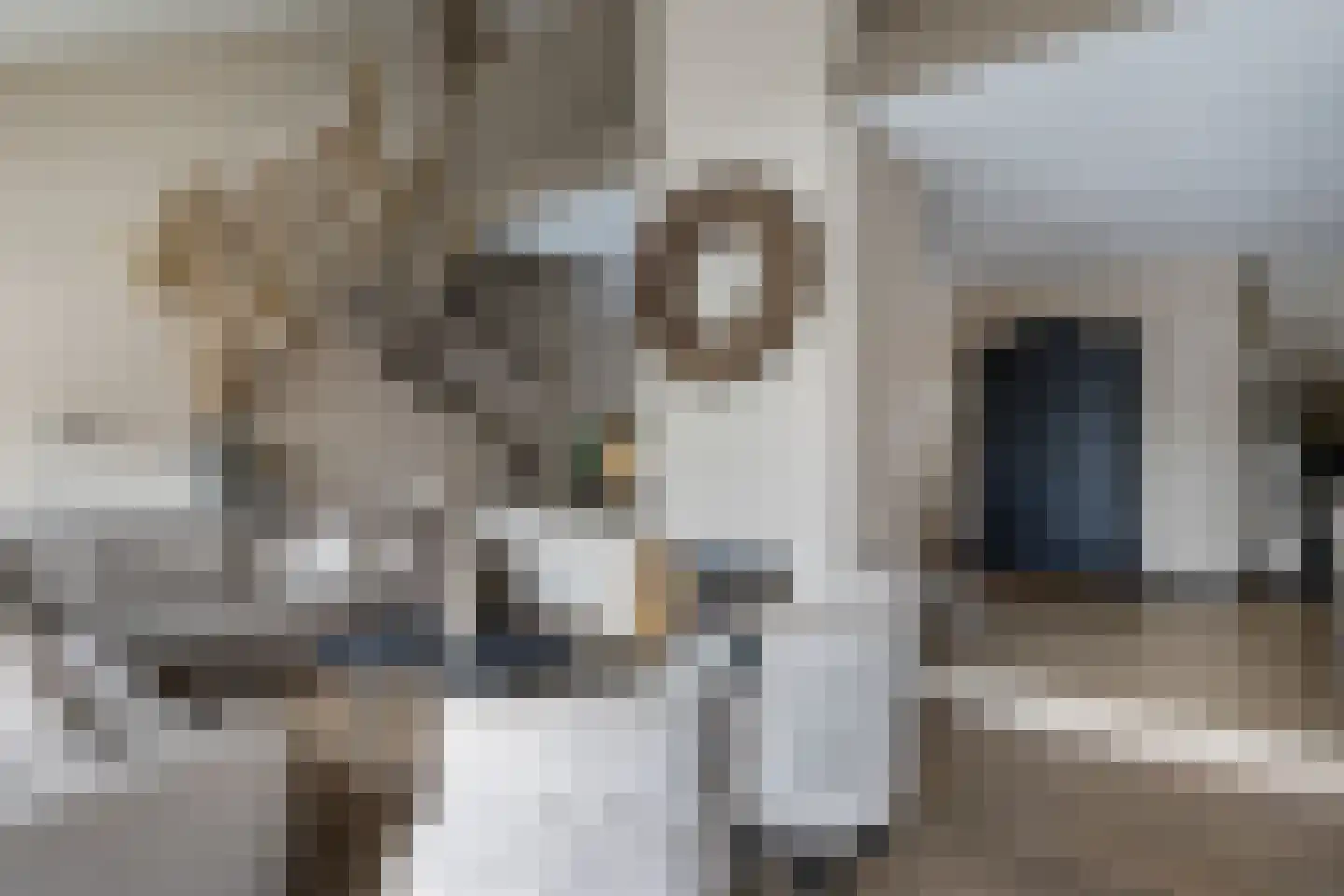 Havikskruid 10 Maartensdijk thumbnail 8