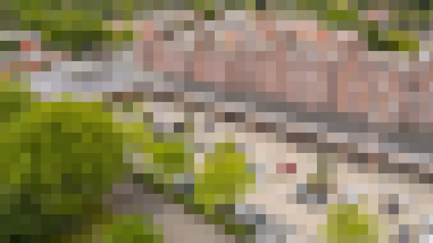 Havikskruid 12 Diemen thumbnail 54