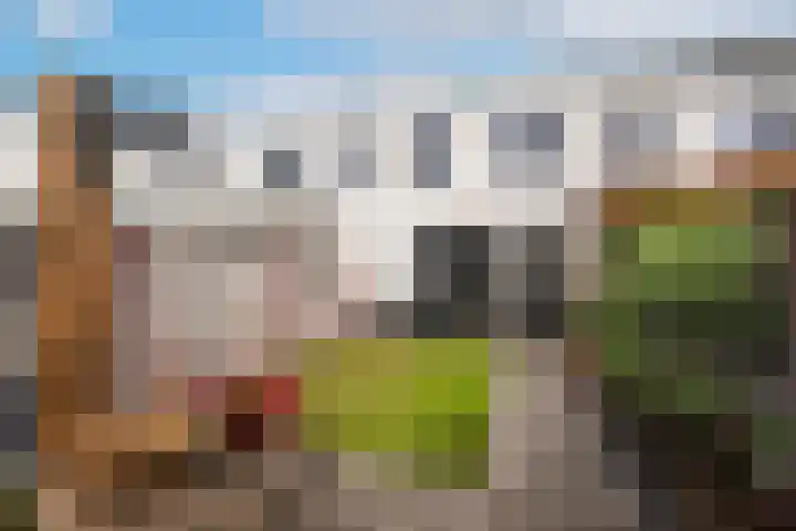 Havikskruid 14 Berghem thumbnail 22