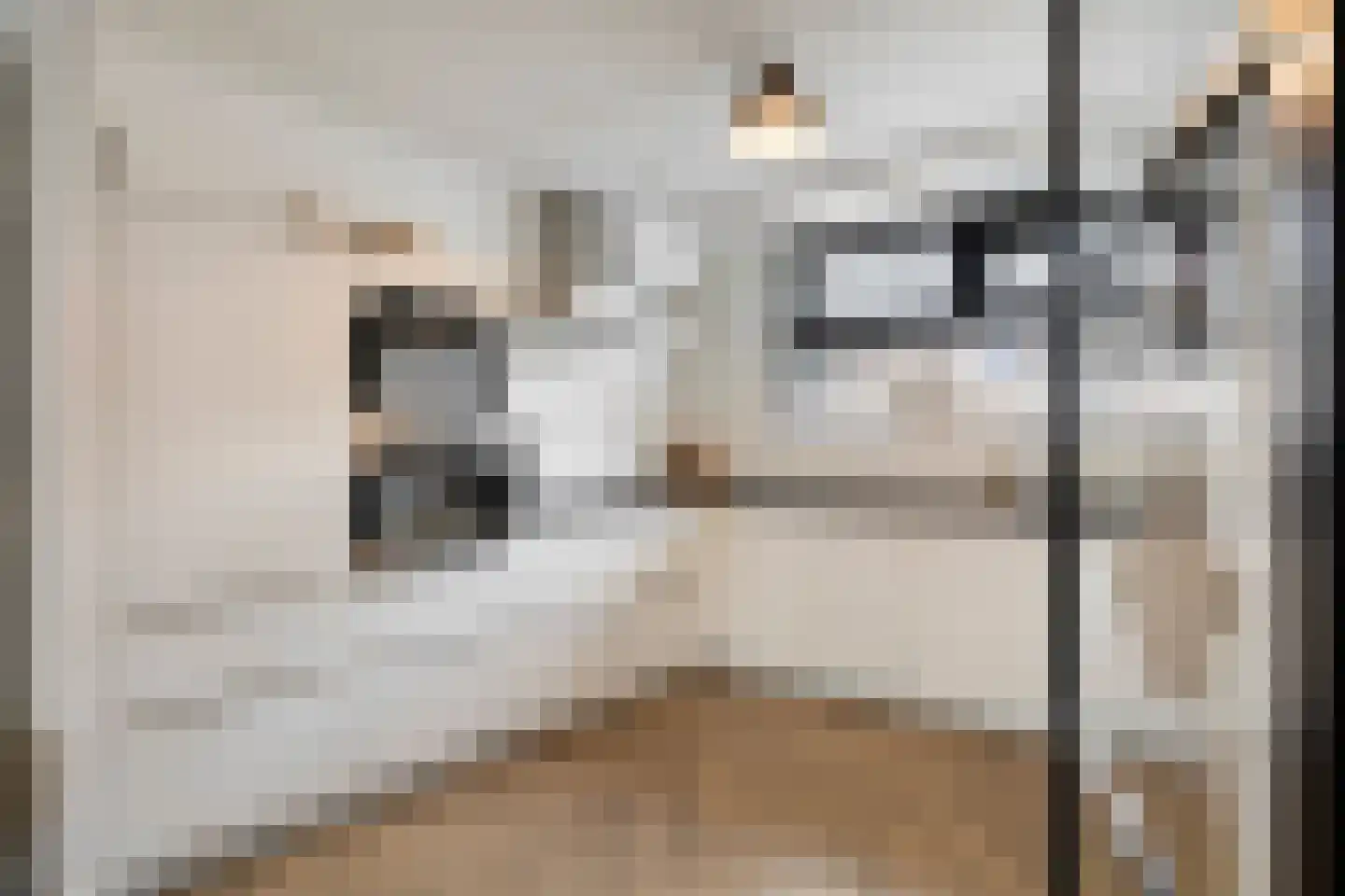 Havikskruid 14 Boxmeer thumbnail 4