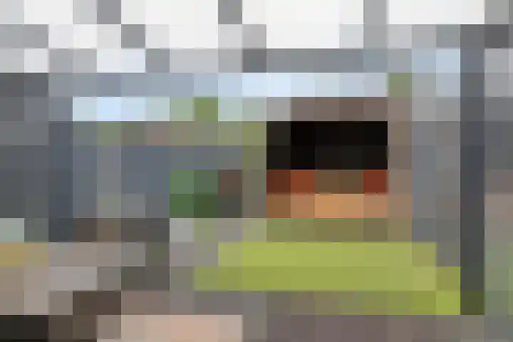 Havikskruid 15 Berghem thumbnail 24