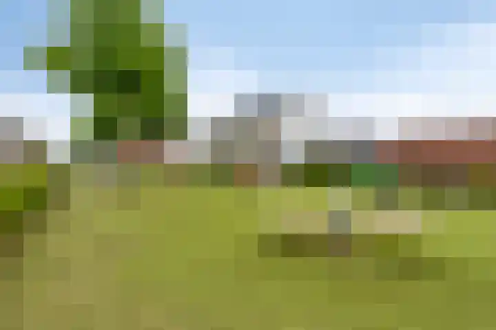 Havikskruid 15 Berghem thumbnail 30