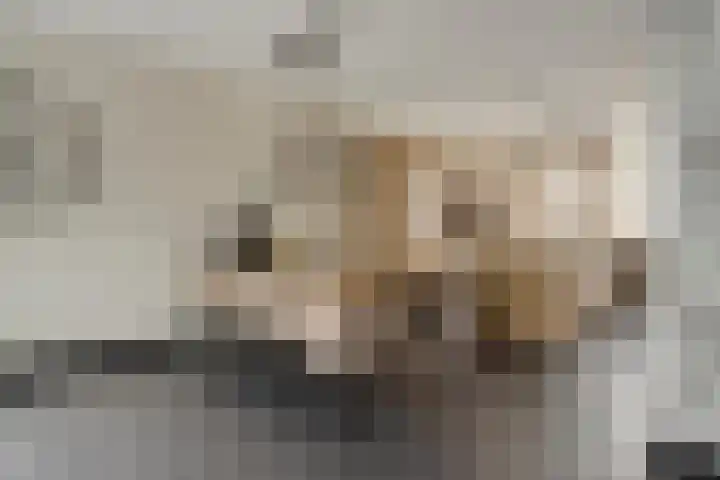 Havikskruid 18 Berghem thumbnail 10