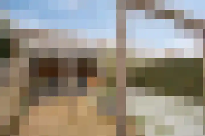 Havikskruid 18 Berghem thumbnail 33