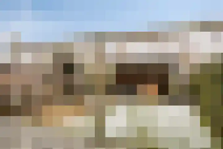 Havikskruid 18 Berghem thumbnail 34