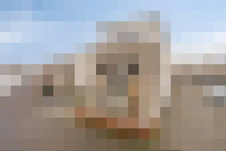 Havikskruid 18 Berghem thumbnail 38