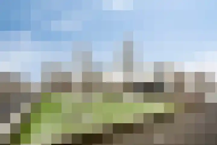 Havikskruid 18 Berghem thumbnail 39