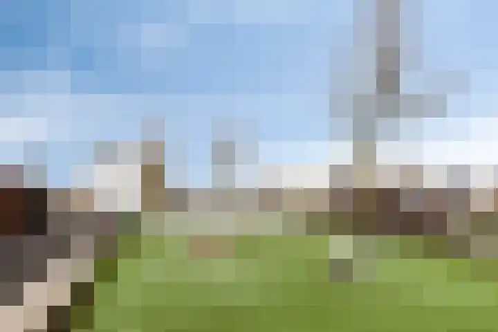 Havikskruid 18 Berghem thumbnail 40