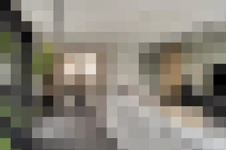 Havikskruid 18 Berghem thumbnail 5