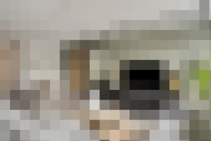 Havikskruid 18 Berghem thumbnail 7