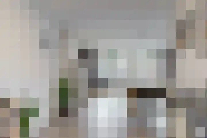 Havikskruid 19 Elsloo thumbnail 7