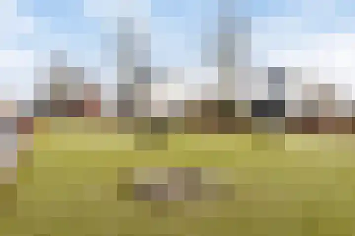 Havikskruid 25 Berghem thumbnail 35