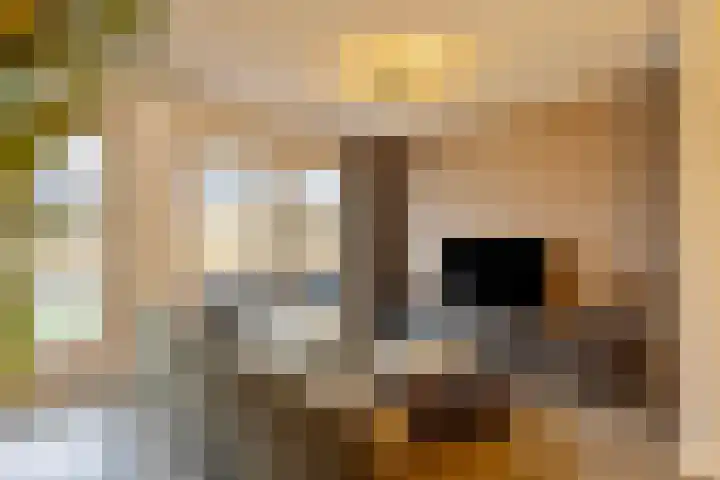 Havikskruid 25 Berghem thumbnail 7