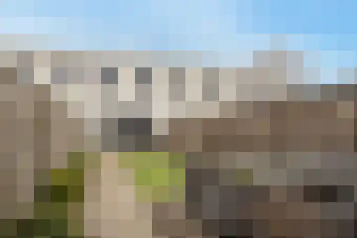 Havikskruid 29 Berghem thumbnail 17