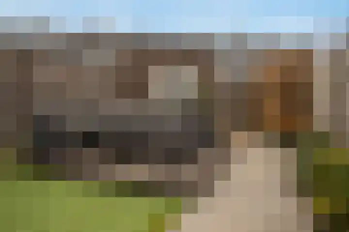 Havikskruid 29 Berghem thumbnail 19