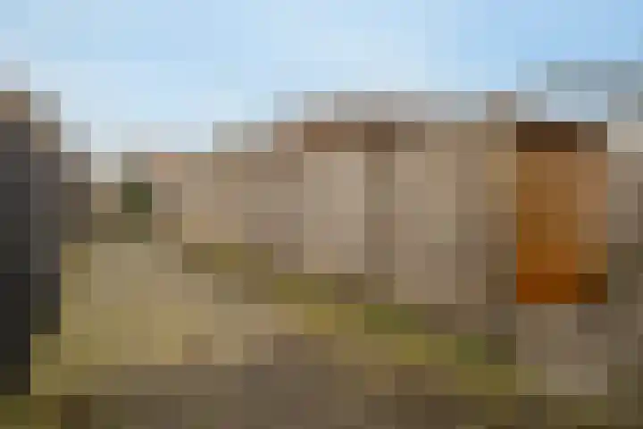 Havikskruid 29 Berghem thumbnail 20