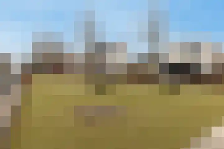Havikskruid 29 Berghem thumbnail 21