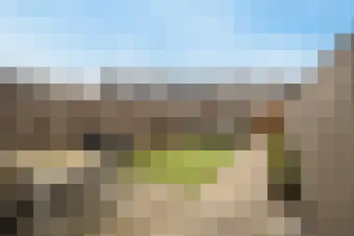 Havikskruid 29 Berghem thumbnail 4