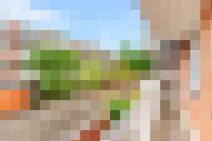 Havikskruid 30 Diemen thumbnail 22