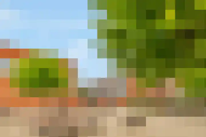 Havikskruid 30 Diemen thumbnail 25