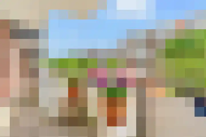 Havikskruid 30 Diemen thumbnail 5