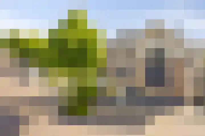 Havikskruid 33 Boxmeer thumbnail 34