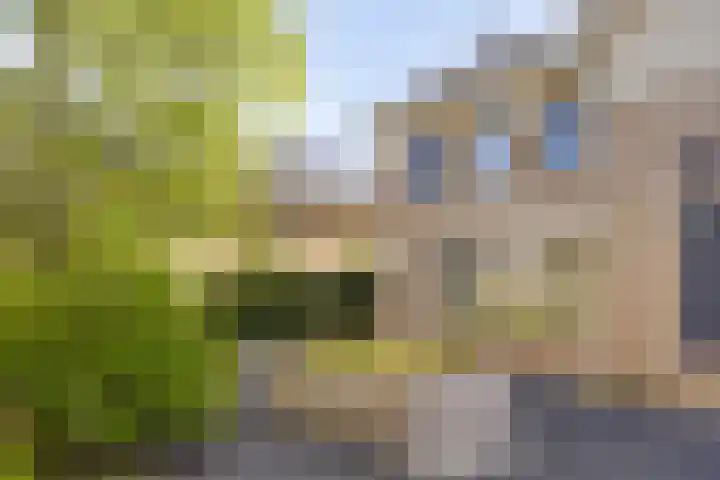Havikskruid 33 Boxmeer thumbnail 35