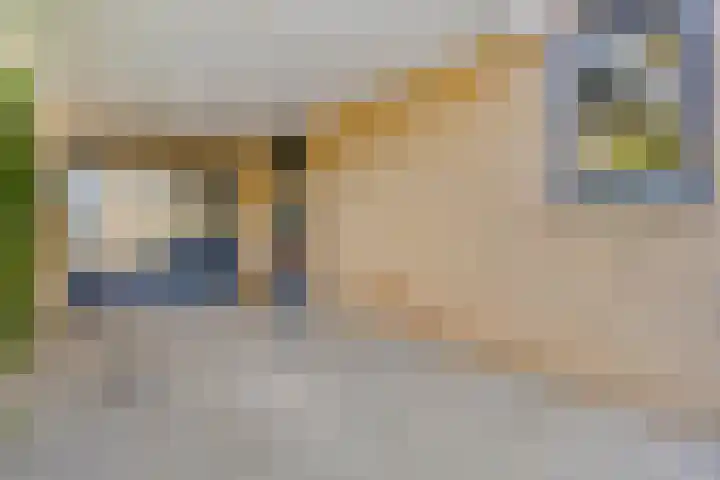 Havikskruid 33 Boxmeer thumbnail 38