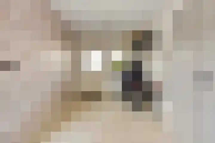 Havikskruid 33 Boxmeer thumbnail 39