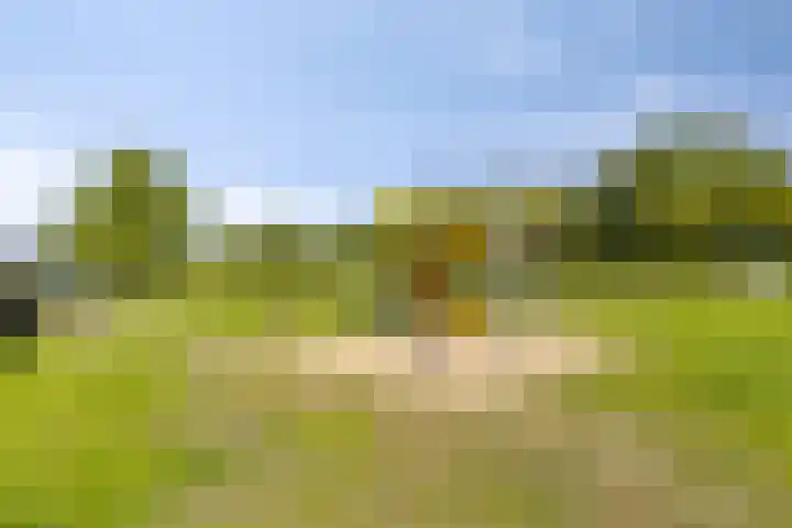 Havikskruid 33 Boxmeer thumbnail 41