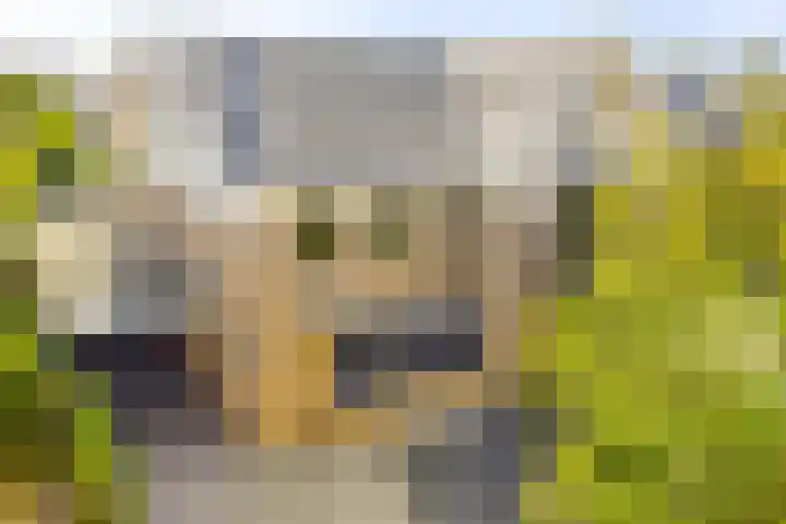 Havikskruid 33 Boxmeer thumbnail 45