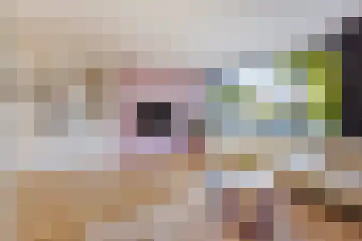 Havikskruid 33 Boxmeer thumbnail 5