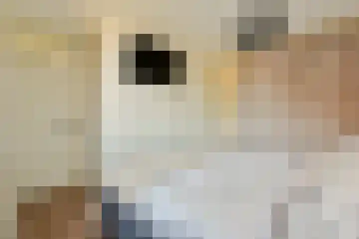 Havikskruid 33 Diemen thumbnail 13