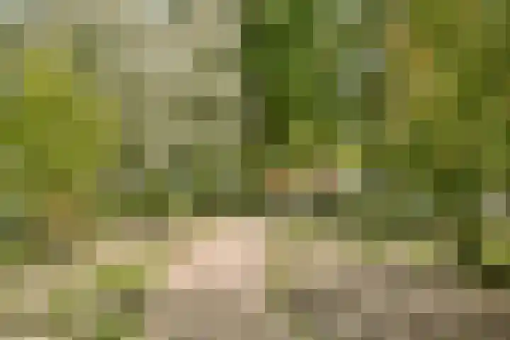 Havikskruid 33 Diemen thumbnail 22