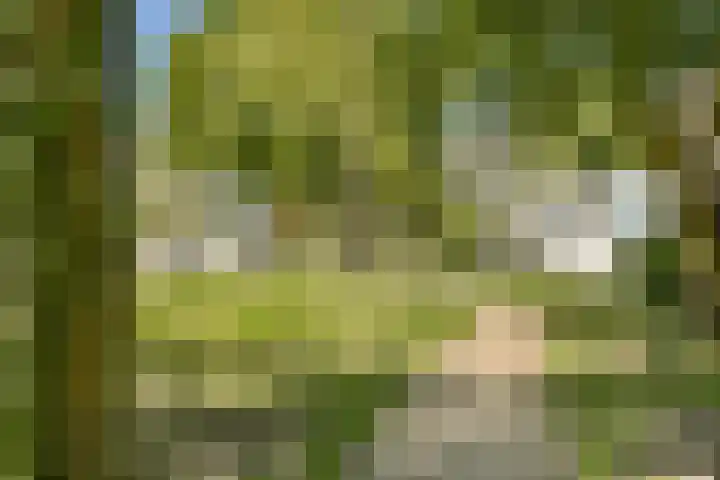 Havikskruid 33 Diemen thumbnail 23