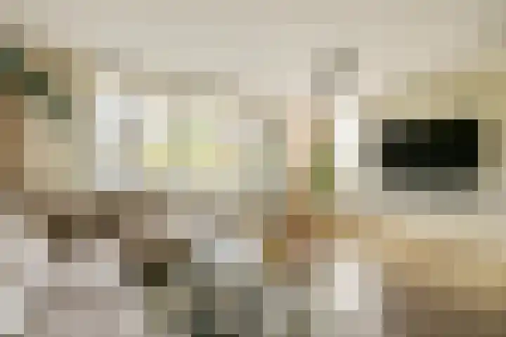 Havikskruid 33 Diemen thumbnail 5