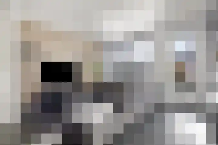 Havikskruid 34 Berghem thumbnail 11