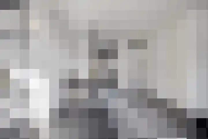 Havikskruid 34 Berghem thumbnail 14