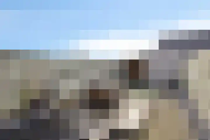 Havikskruid 34 Berghem thumbnail 35
