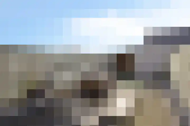 Havikskruid 34 Berghem thumbnail 36