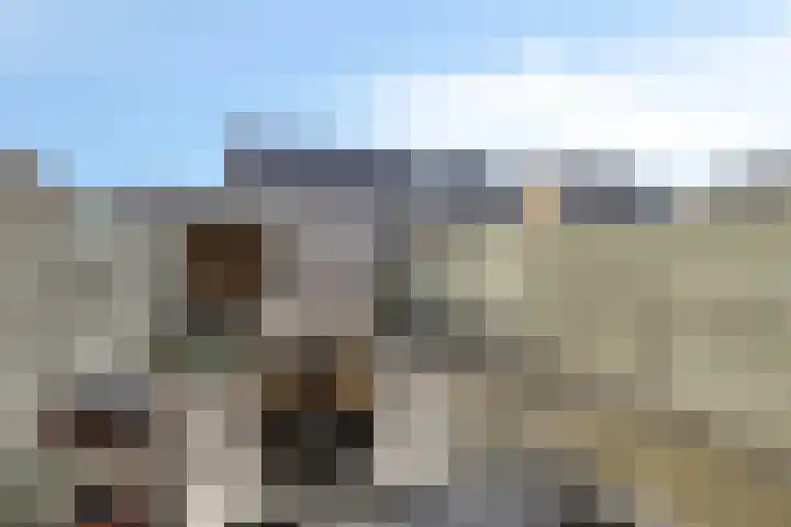 Havikskruid 34 Berghem thumbnail 37