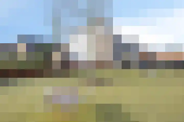 Havikskruid 34 Berghem thumbnail 49