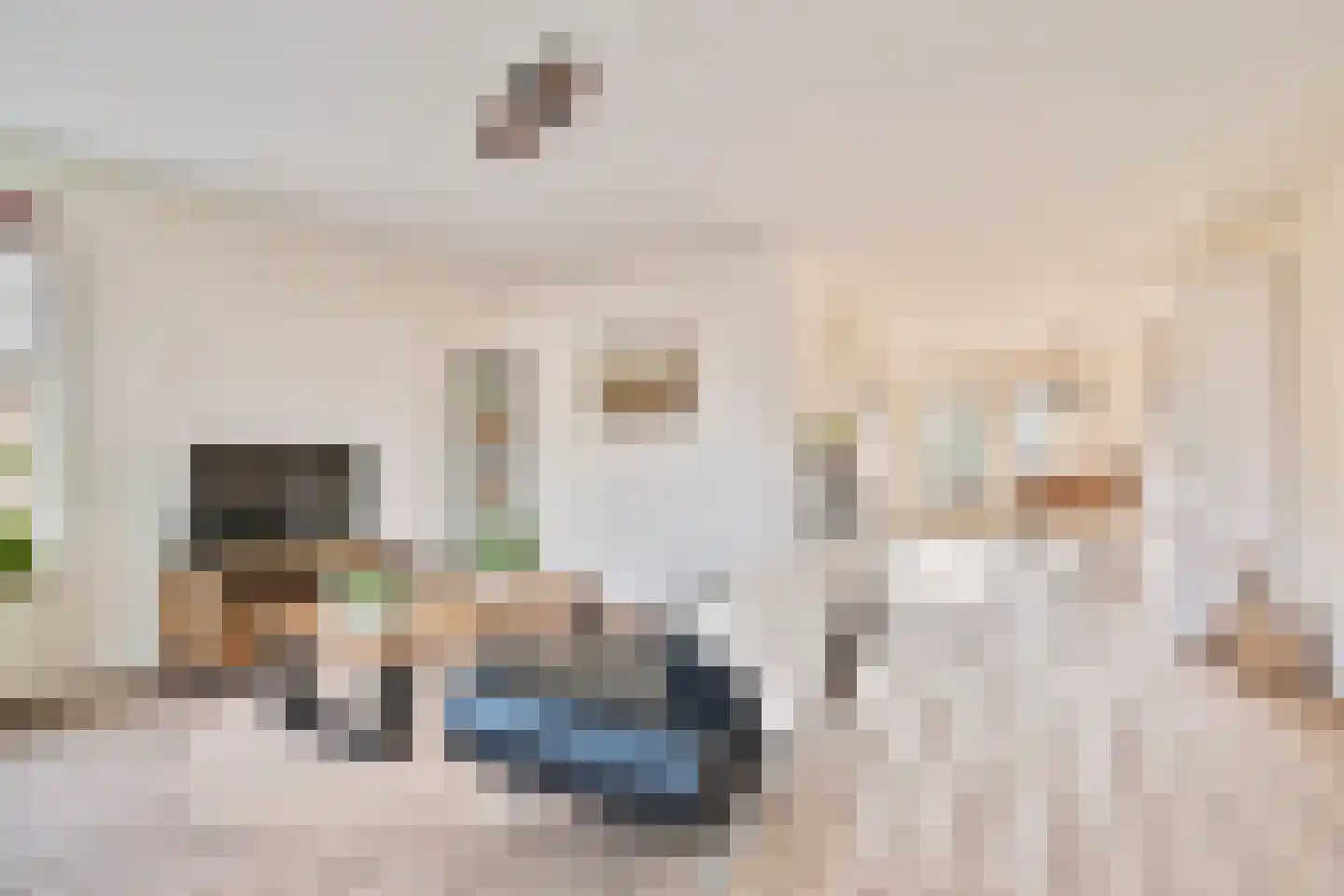 Havikskruid 4 Swifterbant foto 2