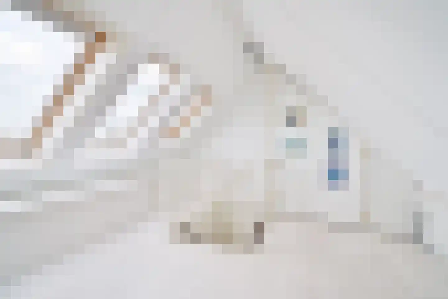 Havikskruid 4 Swifterbant thumbnail 34