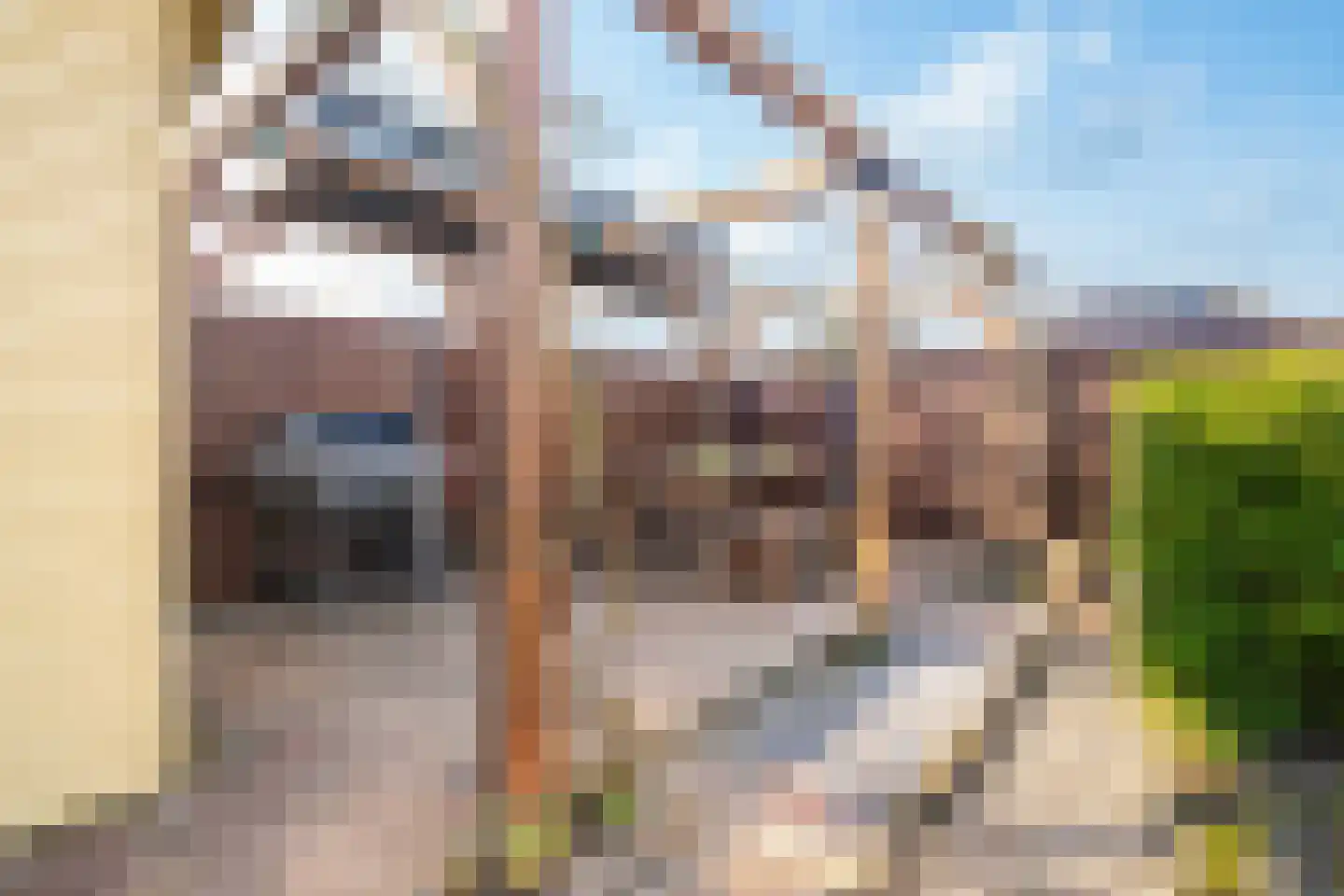Havikskruid 4 Swifterbant thumbnail 41